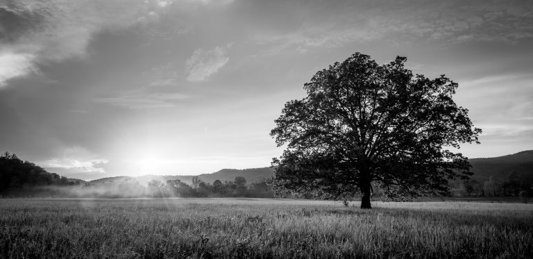 Monochromatic Photography: Creating Powerful Images with a Single Colour