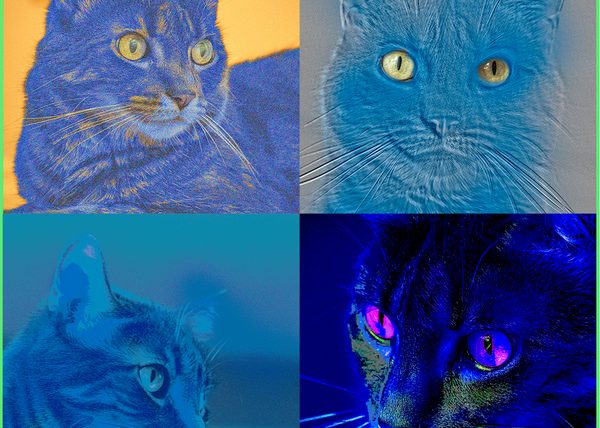 The Blue Cat by George Novotny - Novice - Honourable Mention