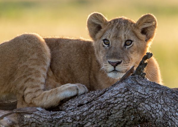 Lion Cub by George Campbell