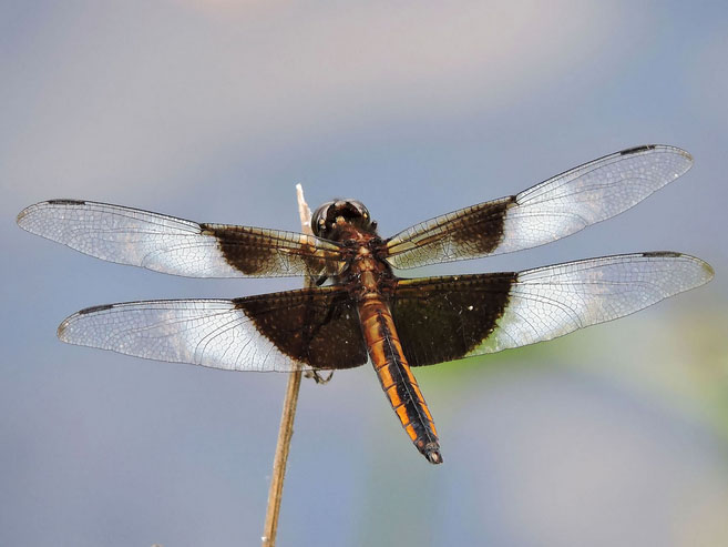 Widow Skimmer Dragonfly by Ann Wojtowicz