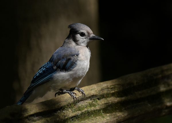 Blue Jay by Margaret Taylor - Specialist - Honourable Mention