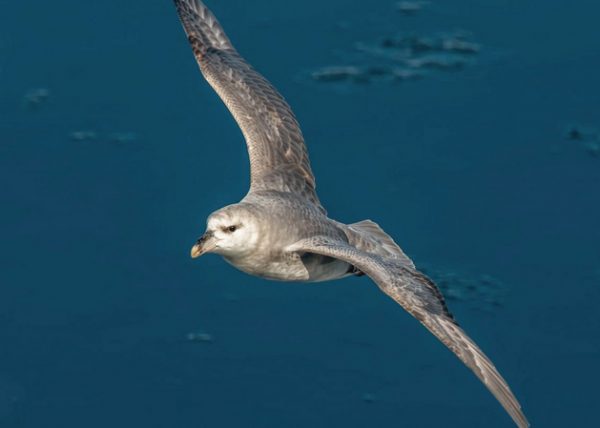 Fulmar by Cynthia Smith - Specialist - Honourable Mention