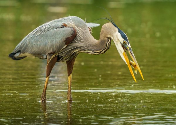Great Blue Heron with Catch by Scott Fleming - Advanced - Award of Merit