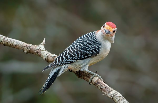 Red-bellied Woodpecker by Alberto Bustos  - Specialist - Award of Merit