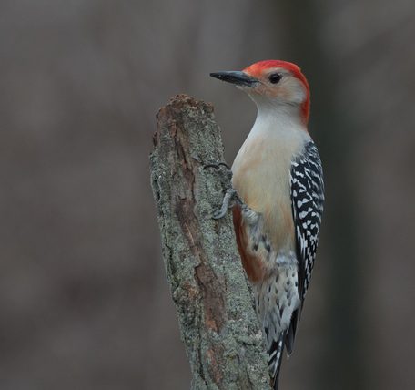 Red-bellied Woodpecker by Filomena Ramalhoso - Specialist - Honourable Mention