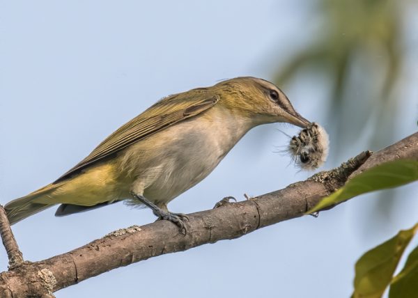 Red-eyed Vireo With Catch by Catherine AuYeung - Specialist - Award of Merit