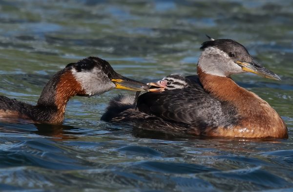 Red-necked Grebe Feeding Young by Jennifer Allen - Advanced - Award of Merit