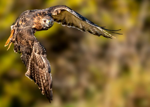 Red-tailed Hawk in Flight by Gary Philips - Novice - Honourable Mention