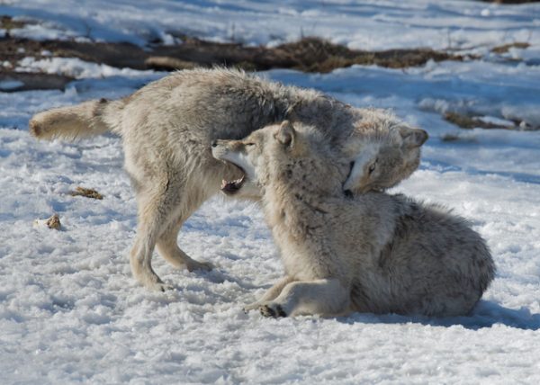 Wolves at Play by Filomena Ramalhoso - Specialist - Award of Merit