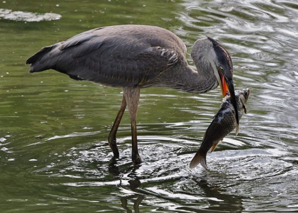 Young Blue Heron's Happy Meal by Connie Tanenbaum - Novice - Award of Merit
