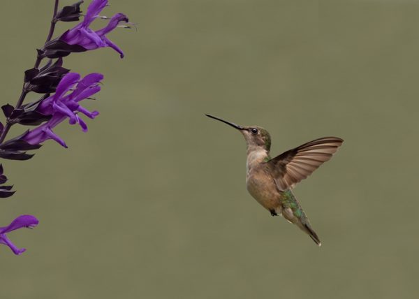 A Pregnant Ruby Throated Hummingbird by Betty Chan - Specialist - Award of Merit