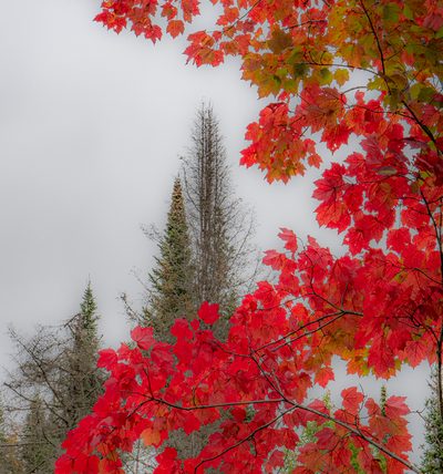 Algonquin Red and Green by Jennifer Allen - Advanced - Honourable Mention