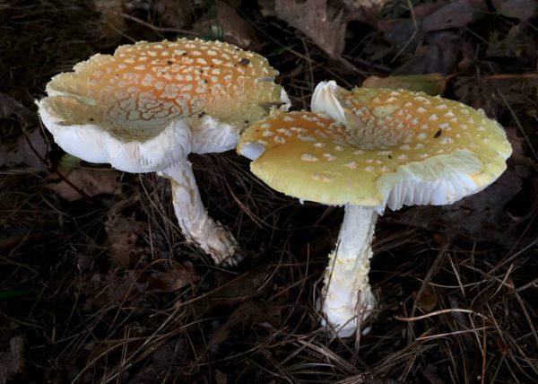 Amanita Muscaria Duo by Cheryl Powers - Novice - Honourable Mention