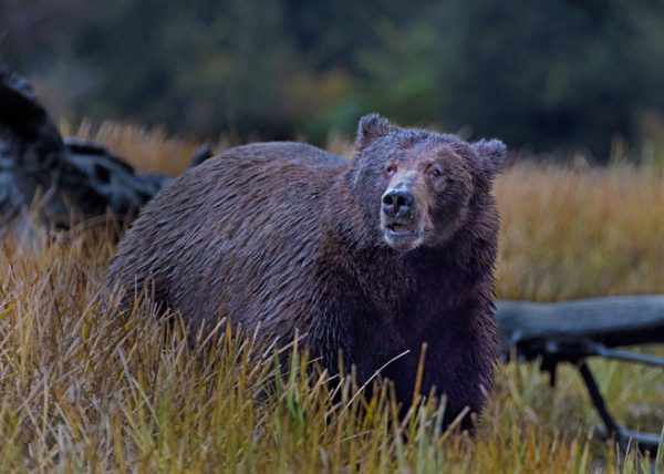 Coastal Brown Bear by Betty Chan - Specialist - Honourable Mention