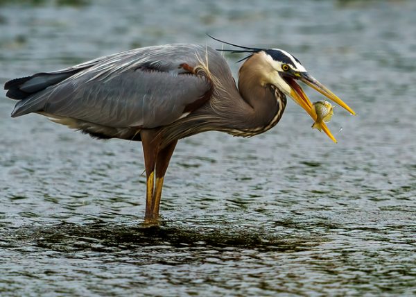 Great Blue Heron with Prey by Scott Fleming - Advanced - Award of Merit