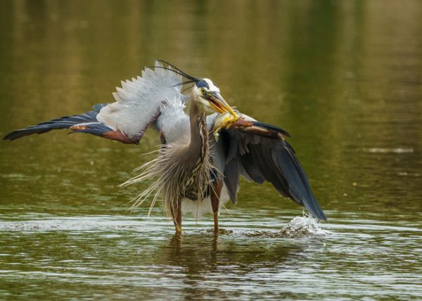 Great Blue Heron with Sunfish by Scott Flemming - Advanced - Award of Merit