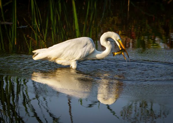 Great Egret by Alberto Bustos - Specialist - Honourable Mention