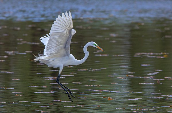 Landing Egret by Alkesh Sood - Advanced - Award of Merit