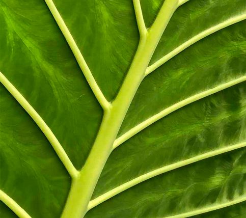 Leaf Veins by Filomena Ramalhoso - Advanced - Honourable Mention