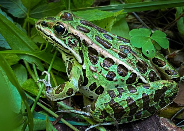Leopard Frog by Sawn Tattle - Novice - Award of Merit