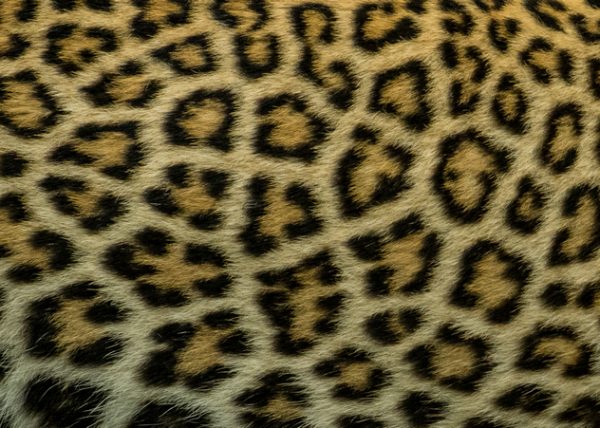 Leopard Spots by Murray Fenner - Novice - Honourable Mention