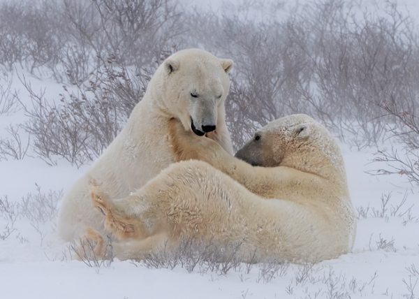 Loving Polar Bears by Betty Chan - Specialist - Award of Merit