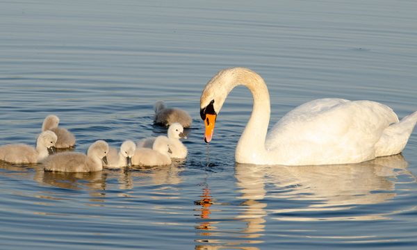 Mute Swan and Cygnets by Dawn Tattle - Novice - Honourable Mention