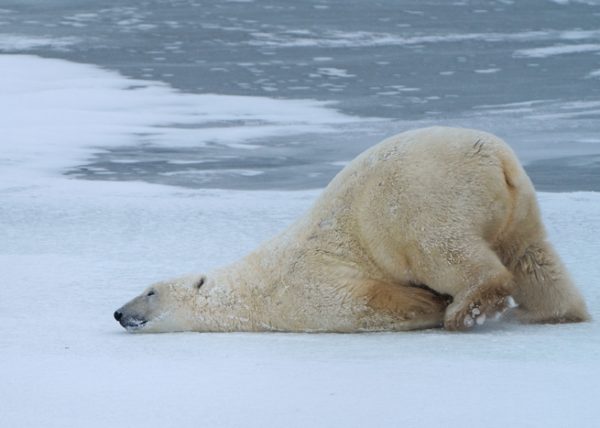 Polar Bear Yoga by Betty Chan - Specialist - Award of Merit