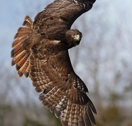 Red-tailed Hawk by Mickey Milner - Novice - Award of Merit
