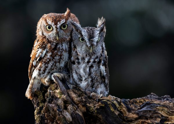 Saw Whet Owls by Mark Benton - Novice - Award of Merit