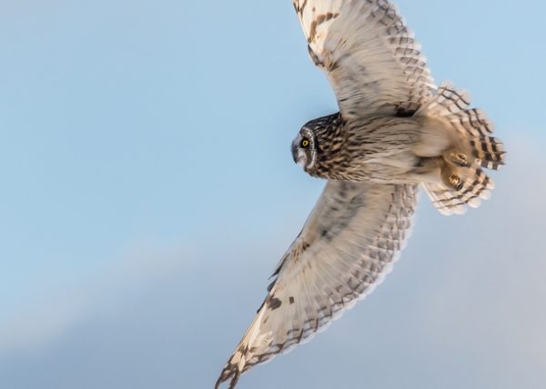 Short-eared Owl in Flight by Catherine AuYeung - Specialist - Honourable Mention
