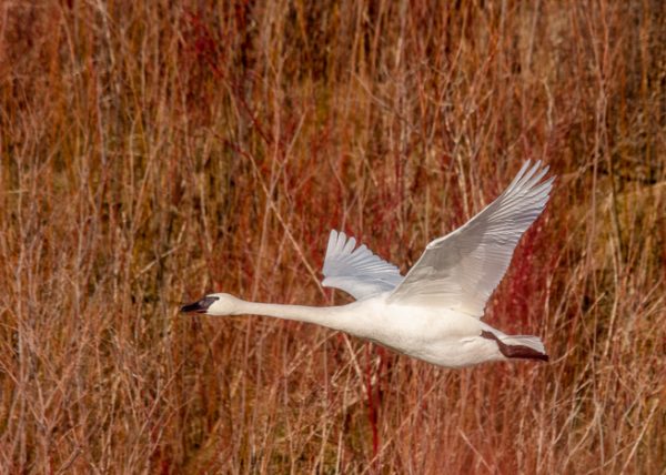 Trumpeter Swan Flying in Habitat by Jennifer Allen - Advanced - Honourable Mention