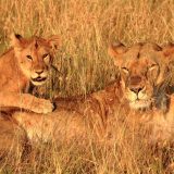 African Lioness and her cub by Connie Tanenbaum - Honourable Mention