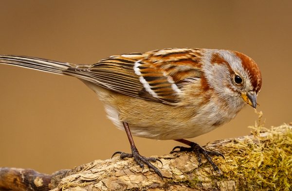 American Tree Sparrow by Scott Fleming - Honourable Mention
