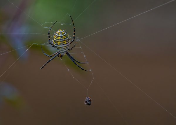 Banded Garden Spider with Prey by Catherine AuYeung - Award of Merit