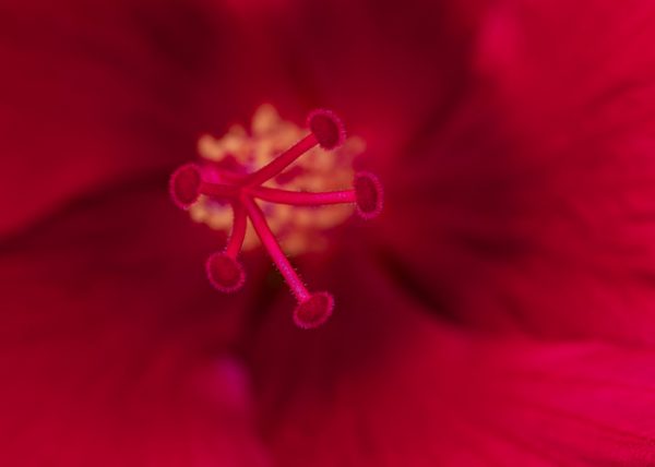 Flower Pistil view by Sheila Smith - Novice - Honourable Mention