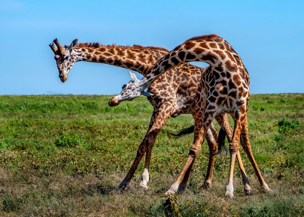 Giraffes Sparring by George Campbell - Honourable Mention
