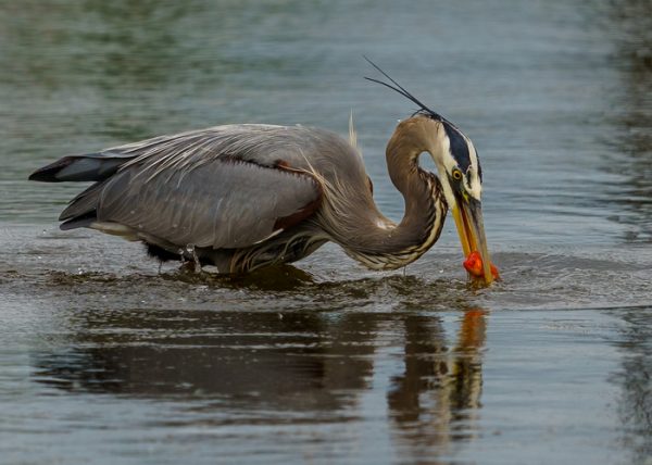 Great Blue Heron with Exotic Catch by Scott Fleming - Honourable Mention