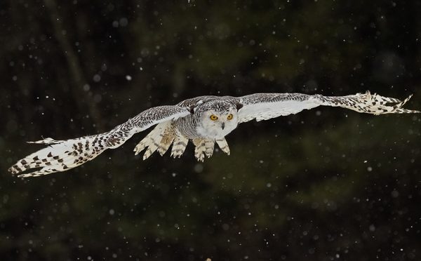 Snowy Owl In Flight by Betty Chan - Award of Merit
