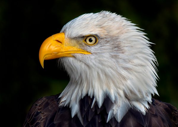 Bald Eagle Portrait by George Campbell - Award of Merit