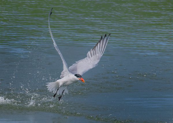 Caspian Tern with Catch by Catherine AuYeung - Honourable Mention