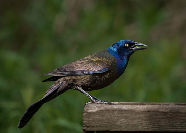 Common Grackle Having Lunch by Alberto Bustos - Award of Merit