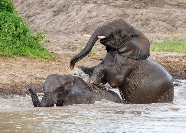 Elephants Bathing by George Campbell - Honourable Mention