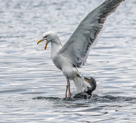 Great Black-backed Gull & Great Cormorant in Fight by Catherine AuYeung - Award of Merit