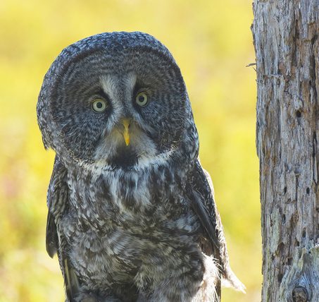 Great Grey Owl by Margaret Taylor - Honourable Mention