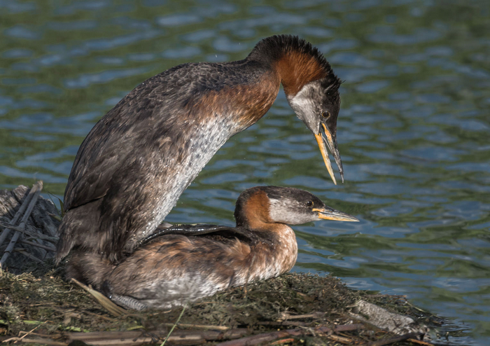 Grebes Mating by Cynthia Smith - Honourable Mention