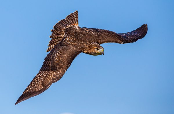 Hawk in Flight by Alkesh Sood - Honourable Mention