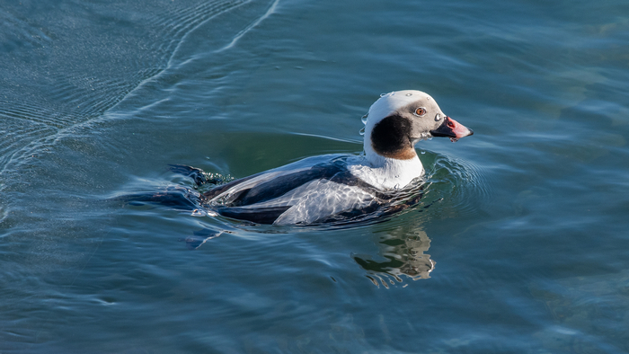 Long Tailed Duck Surfacing by Jennifer Allen - Honourable Mention