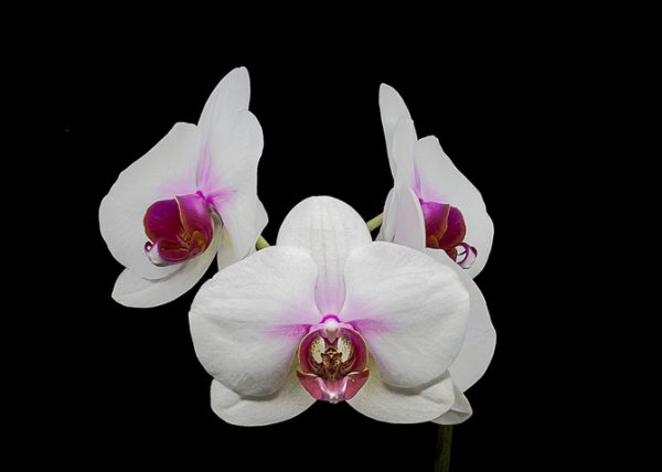 Orchid Triangle by Alberto Bustos - Honourable Mention