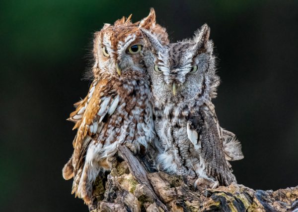 Owl cuteness by Jennifer Allen - Award of Merit